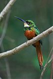 Rufous-tailed Jacamar